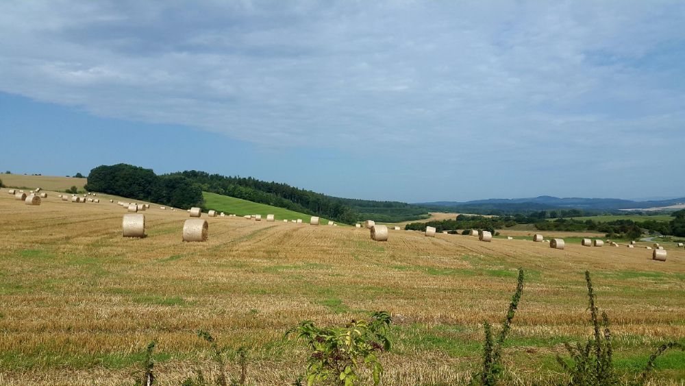 Hardlopen in Tsjechie - goudgele velden