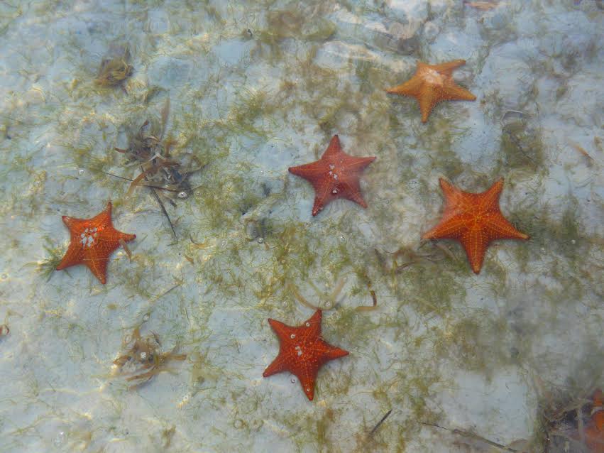 5 redenen om reizen en rennen te combineren - zeesterren Panama