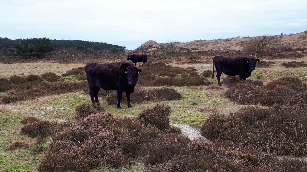 Hardlopen in Schoorl - Schotse Hooglanders