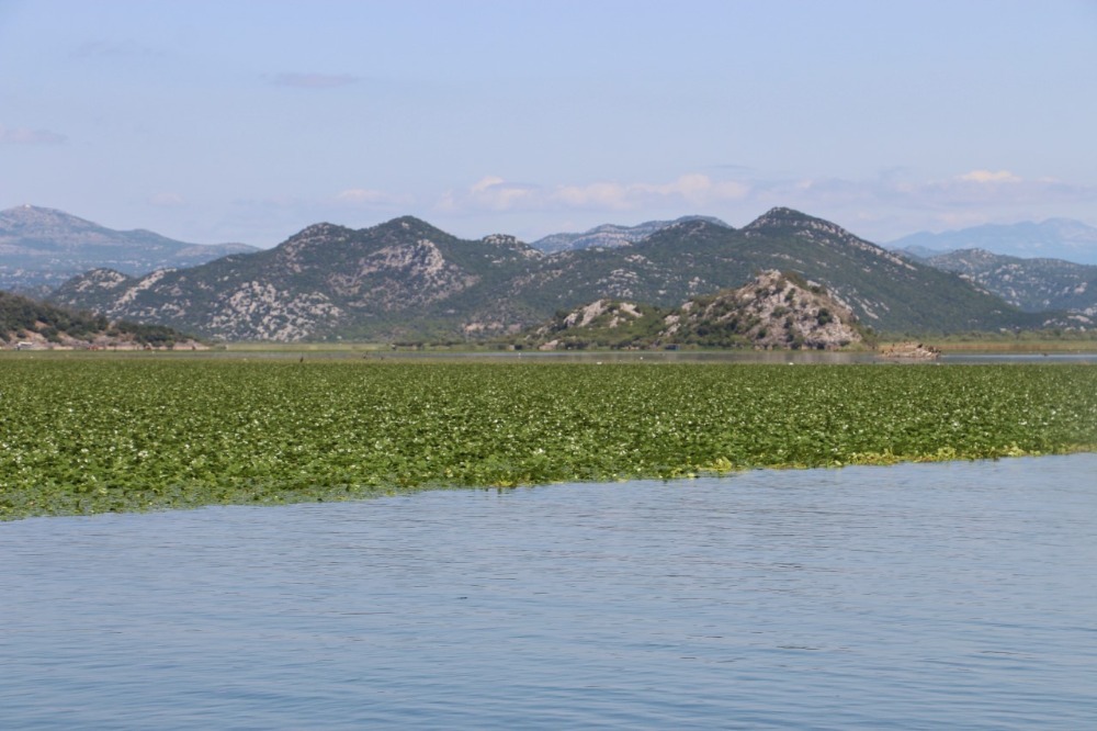 Hardlopen naar het Skadarmeer-meer