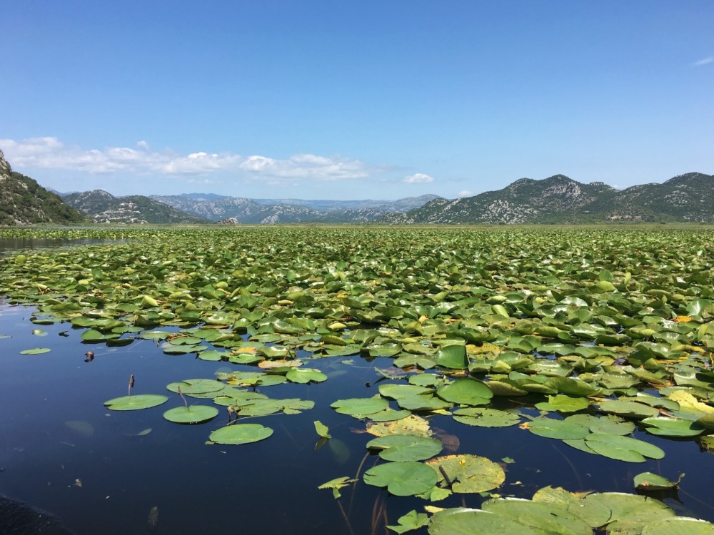 Hardlopen Skadarmeer- waterlelies